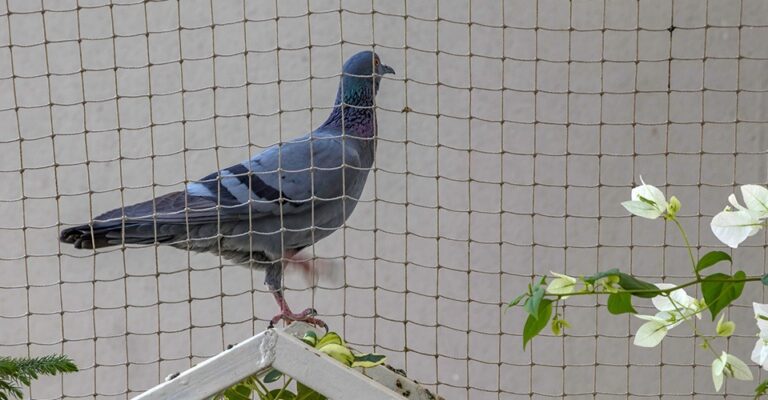 Bird Control Service for Effective Pest Management Solutions
