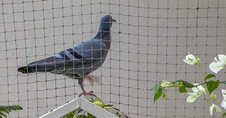 Bird Control Service for Effective Pest Management Solutions
