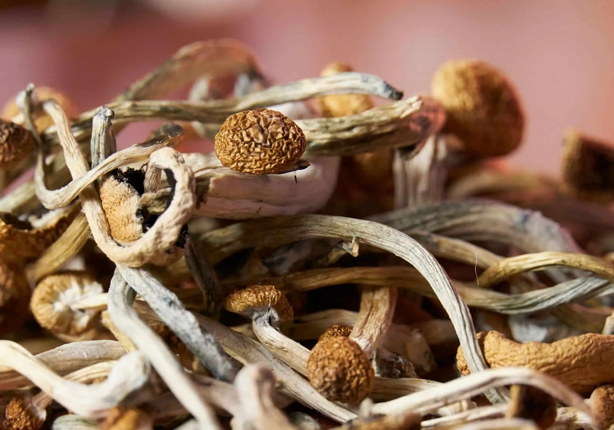 How to Brew Psilocybin Tea Tips for a Smoother Shroom Experience