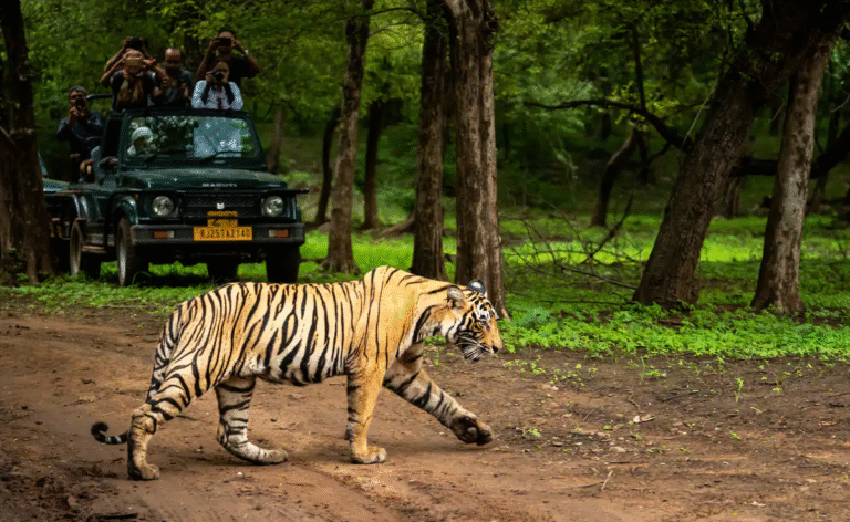 Best India Safari Tour