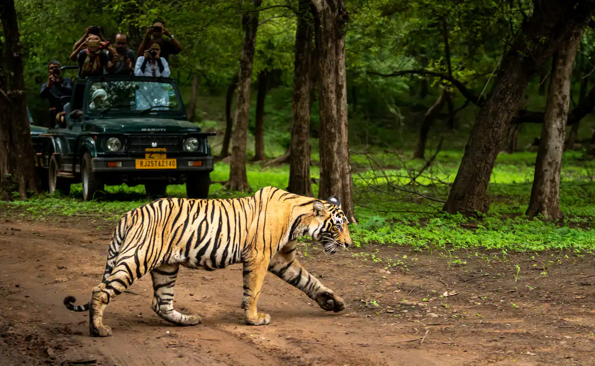 Best India Safari Tour