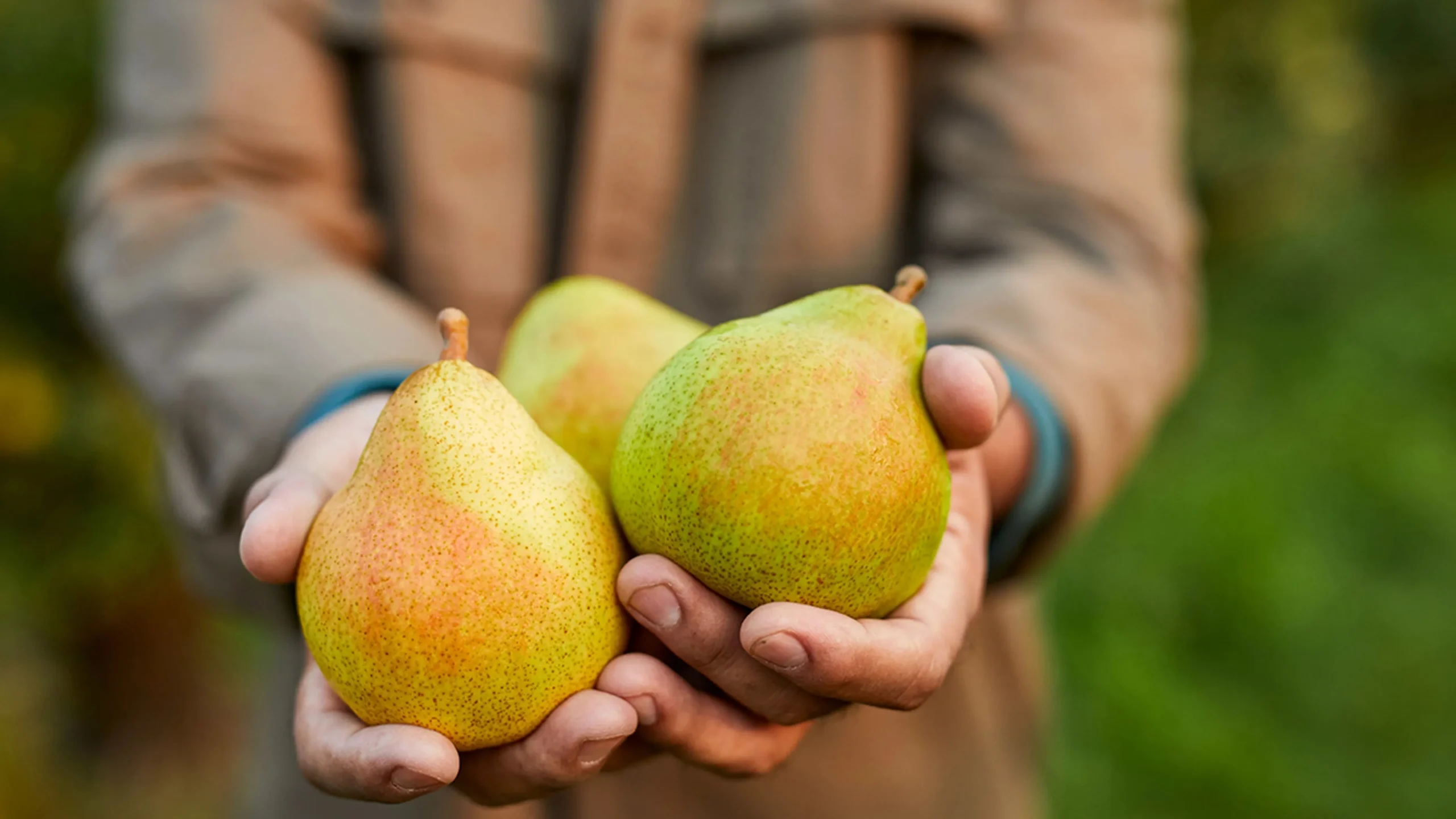 Navigator Pear: History Taste and Health Benefits