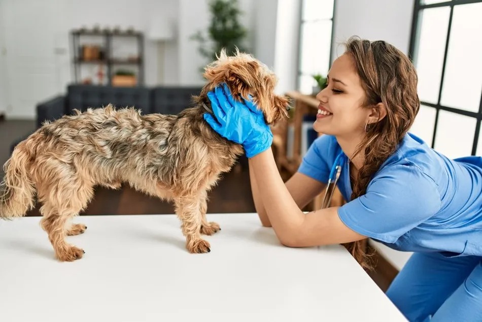 Pet wellness exams